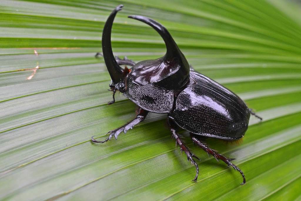 Rhinoceros Beetle | The Parody Wiki | FANDOM powered by Wikia