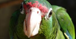 242px-Puerto Rican parrot