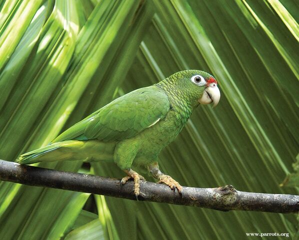 File:241px-Puerto Rican parrot.jpg