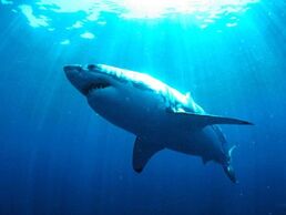 Shark