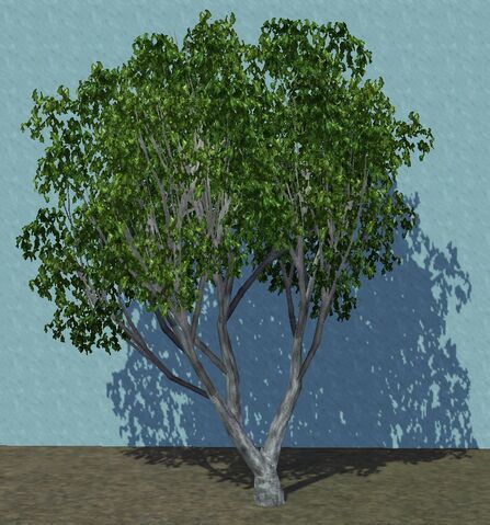 File:Olive2.jpg