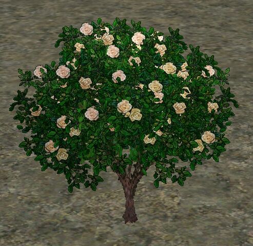 File:WhiteRoses.jpg