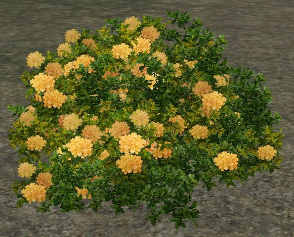 File:Peony.jpg