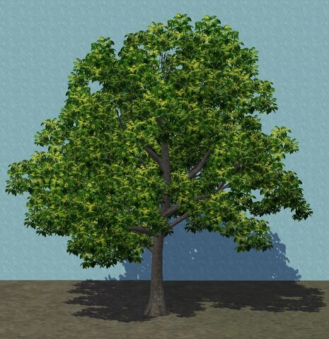 File:Ash.jpg