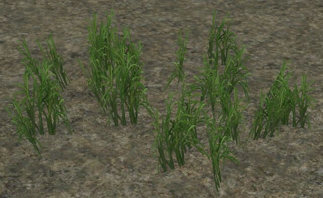 File:RanchWeeds.jpg