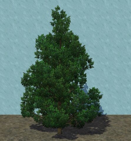 File:SmallJuniper.jpg