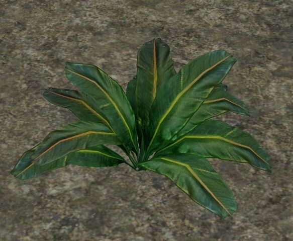 File:BananaLeaf.jpg