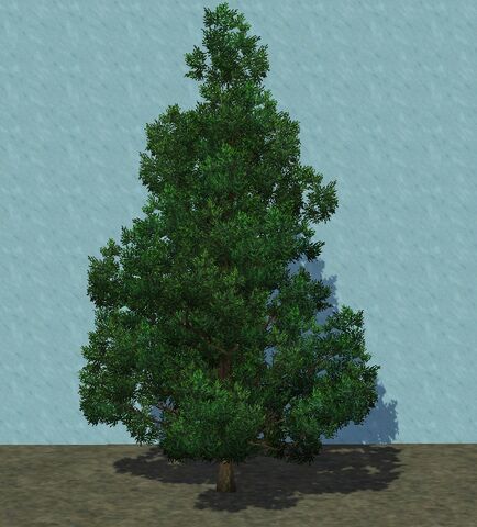 File:Juniper.jpg