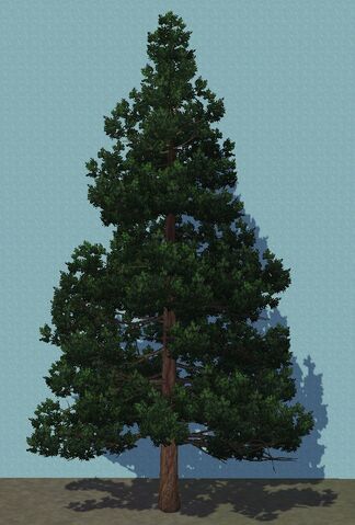 File:Redwood.jpg