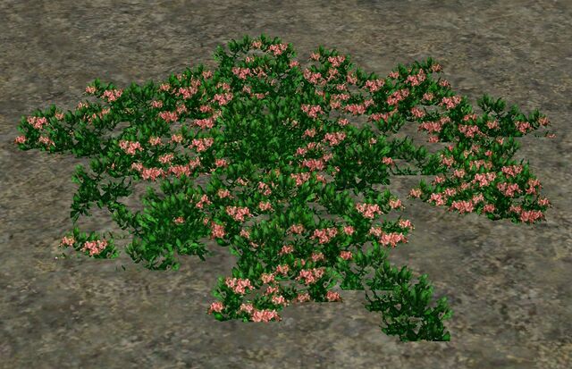 File:PinkHeather.jpg