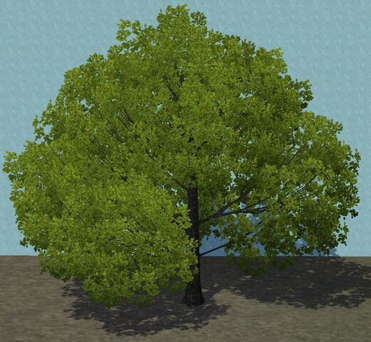 File:SmallChinaElm.jpg