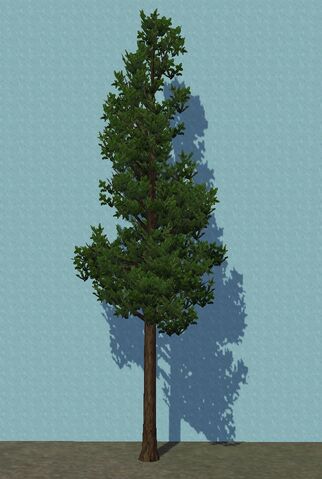 File:TallFir.jpg