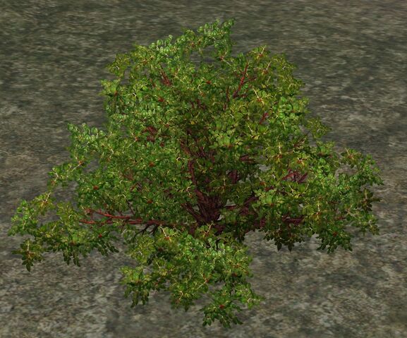 File:LittleBuckthorn.jpg