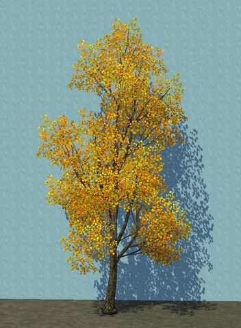 File:YellowCottonwood.jpg