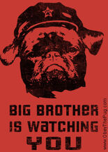 Pug.jpg