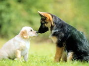 Cute-dog-wallpapers-background