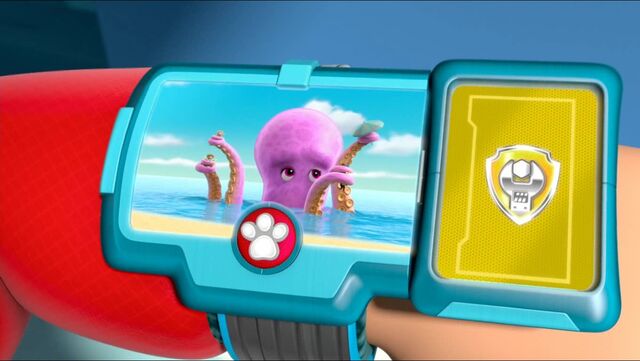 File:Baby Octopus 71.jpg