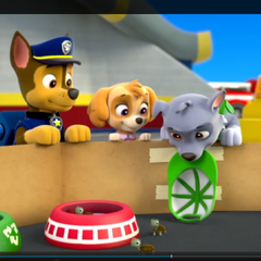 turtle from paw patrol movie