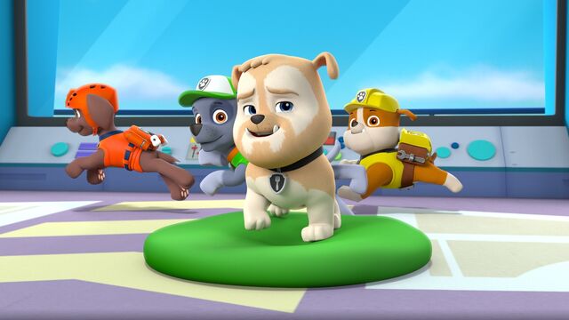 File:Jim Gaffigan.jpeg