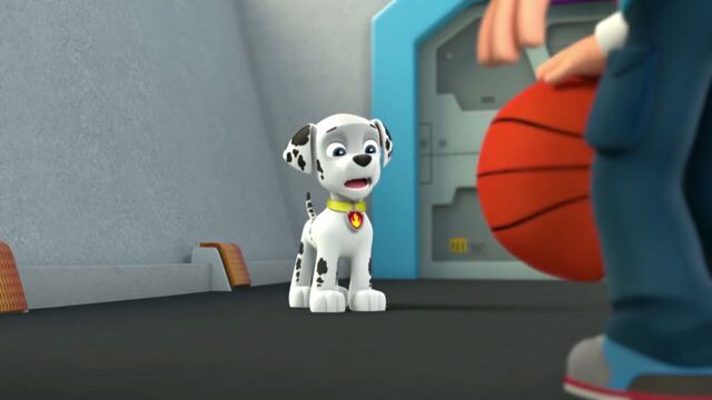 File:PAW.Patrol.S01E26.Pups.and.the.Pirate.Treasure.720p.WEBRip.x264.AAC 126893.jpg