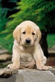 Pup