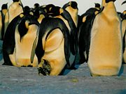 EmperorPenguinFeedingChick