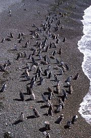 Magellanic Penguin (Spheniscus magellanicus) -Patagonia -coast2
