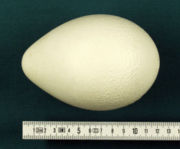 Aptenodytes forsteri egg hg