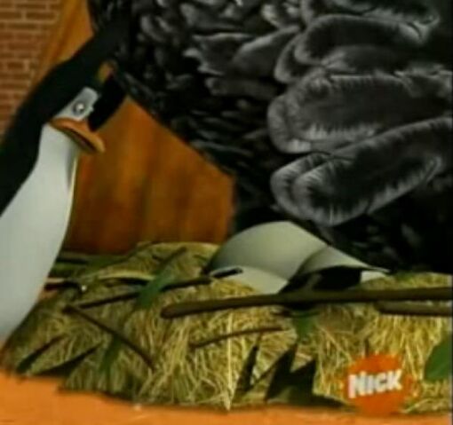 File:Ostrich001.jpg