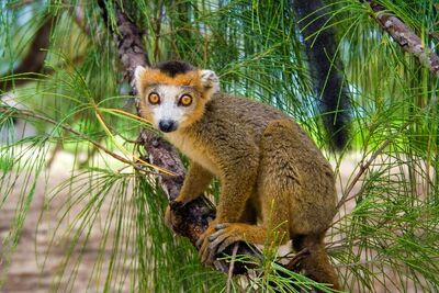 Madagascar-CrownedLemur