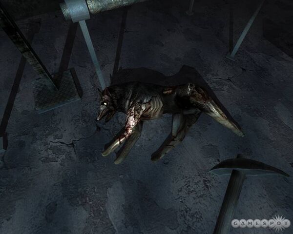 File:Dog3.jpg