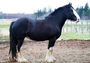 Angus
