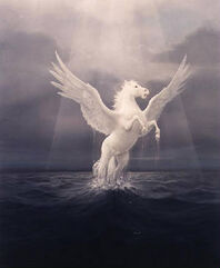 Pegaso02-w300h365.jpg
