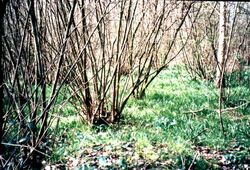 Coppicephoto