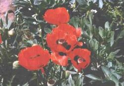 Poppiesbeans