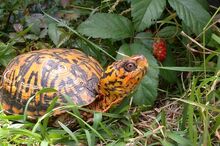 Berry