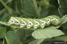 Crawl tomato worm