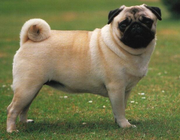 File:Pug.jpg