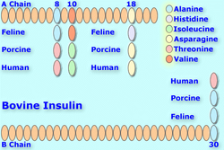 Bovineinsulin8