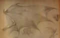 Thumbnail for version as of 04:47, March 18, 2014