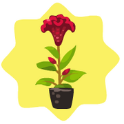 Homegrown red celosia