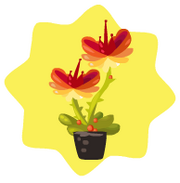 Homegrown texas star flower