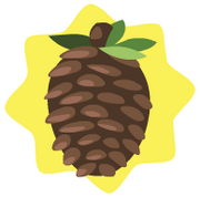 Homegrown stone pine pinecone