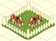 Basset Hound