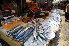 Balulufish