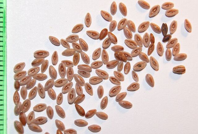 檔案:Plantaginis ovatae semen by Danny S. - 001.jpg