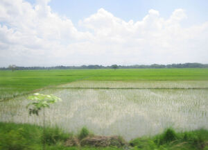 NE rice paddy