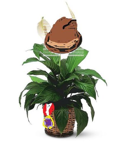 File:Real Planty.jpg