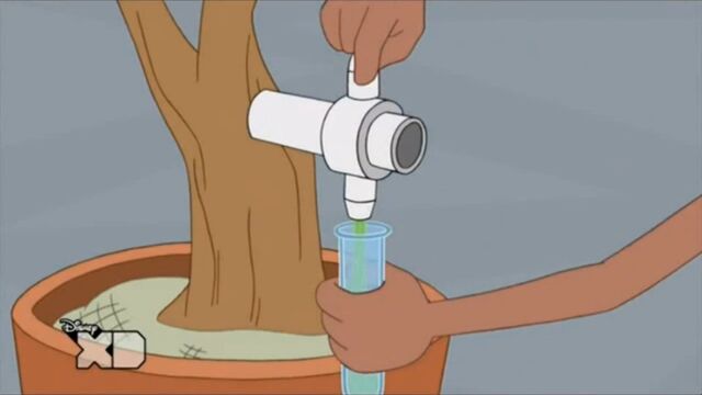 File:Extracting the sap.jpg
