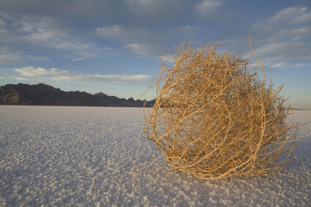 File:Tumbleweed.jpg